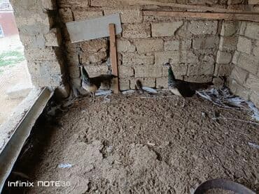 cücə və xoruz: Tovuz quşu satılır dişi və erkək var — 1