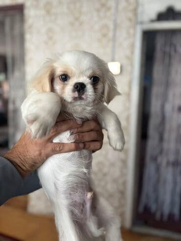 xaski iti qiymeti: Pekines — 1