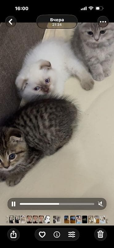 pişik pers: Şotland yastı qulaq — 3