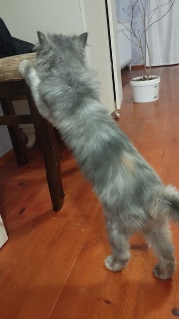 british pişik qiymeti: Britan, Dişi, Yaxşı əllərə — 3