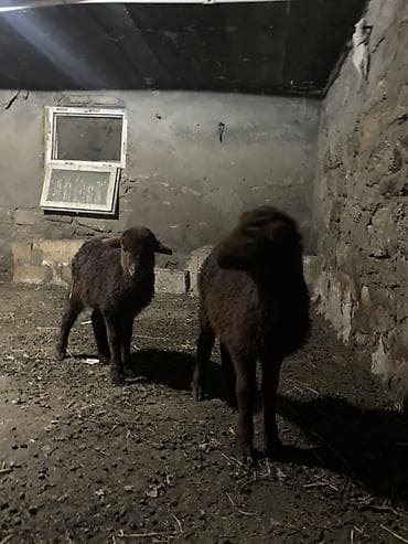 popugay satisi: Cins quzular satılır ot yem yeyirlər — 1