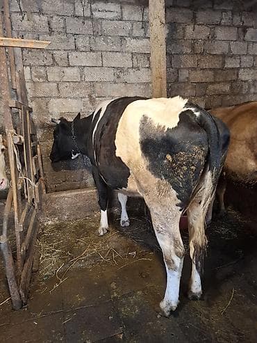 i̇nek: Dişi, il: 4, 550 kq, Südlük, Ətlik — 2
