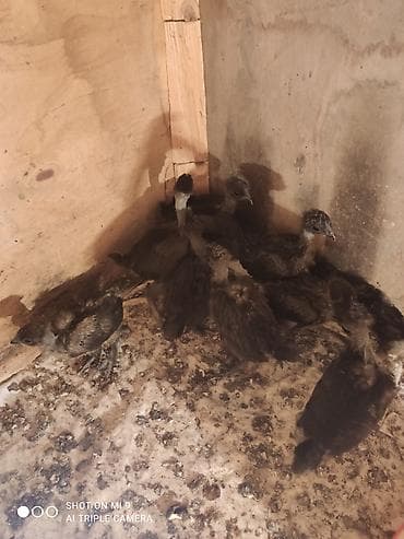qurt toyuq: Məhsul: Cins toyuq cücələri Şekildeki toyuqların cüceleri satılır — 3