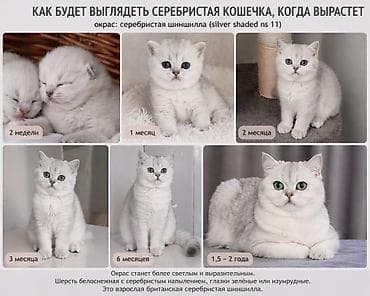 шиншилла котенок купить: Elit valideynlərdən ŞOU-KLASS balalar! 💎bu qiymətə saf qan pişiklər — 8