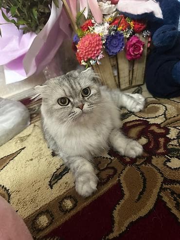 qax heyvan: Шотландская — 5