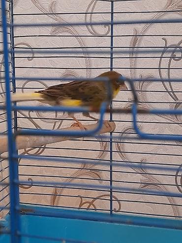 quş yuva: Bulbul tam saqlam erkek 1.5 super oxuyur — 2