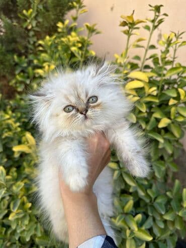 Balıqlar: Britan yastı qulaq, Erkək, Dişi, Yaxşı əllərə, Ünvandan götürmə, Pulsuz çatdırılma, Ödənişli çatdırılma — 8