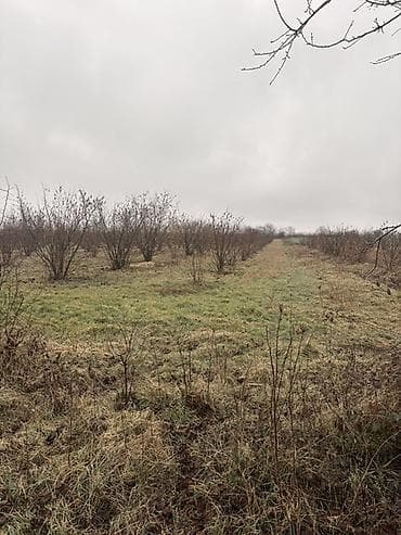 Kənd təsərrüfatı, Kupça (Çıxarış)