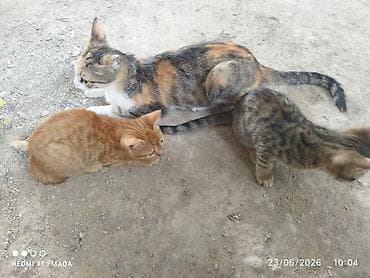 Pişiklər: Tabbi, Yaxşı əllərə, Pulsuz çatdırılma — 9