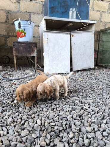 setter it cinsinin digər adı: Koker spaniyel, 4 ay — 2