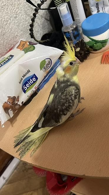 oğlan tutuquşu adları: Nymph paraket (cockatiel) – sarı çəlpaq və boz-qara naxışlı tüklər — 3