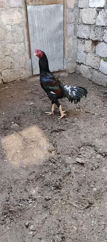 inək satılır binə: Xoruz, Brazil, il: 3, Ödənişli çatdırılma — 8