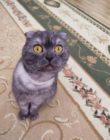 Bıçaqlar: Britan yastı qulaq, Erkək, Cütləşmə üçün, Ünvandan götürmə — 3