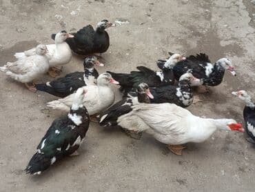 Qazlar: Misk ördəkləri (ındoutka) – qarışıq rənglərdə sürü - Şəkillərdə olan — 3