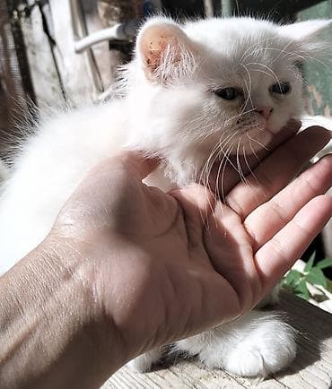 ağ pisik: Şinşilla, Dişi, Yaxşı əllərə, Ünvandan götürmə — 3