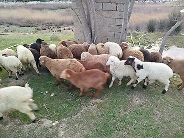 mal heyvan satisi: Qoyun-quzu sürüsü satılır. - Növlər: yerli cinslər qarışıq (ağ — 1