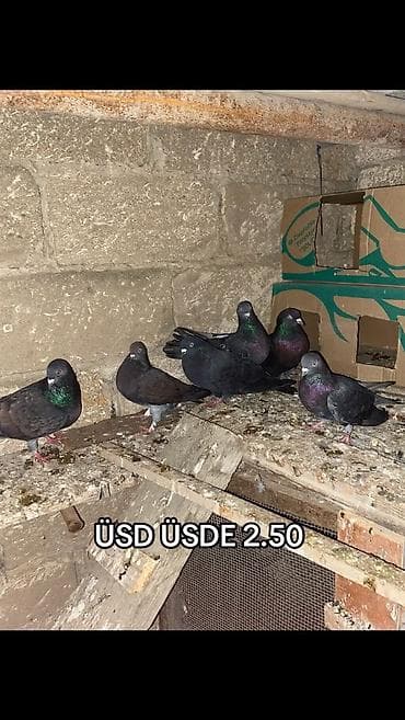 Məhsul: Göyərçinlər Təsvir: - Qaraya yaxın tünd rəngli, boyun