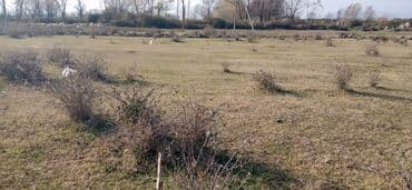 samuxda torpaq satilir: 6 sot, Maklerlər narahat etməsin, Kupça (Çıxarış) — 2