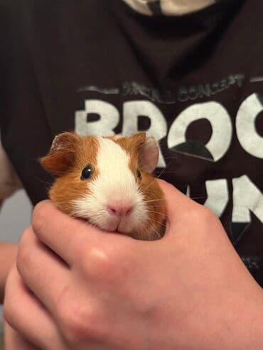 cuce qefes: Şirin ev heyvanı – Gvineya donuzu (qızılı-ağ rəng) - Növ: Qısa tüklü — 3