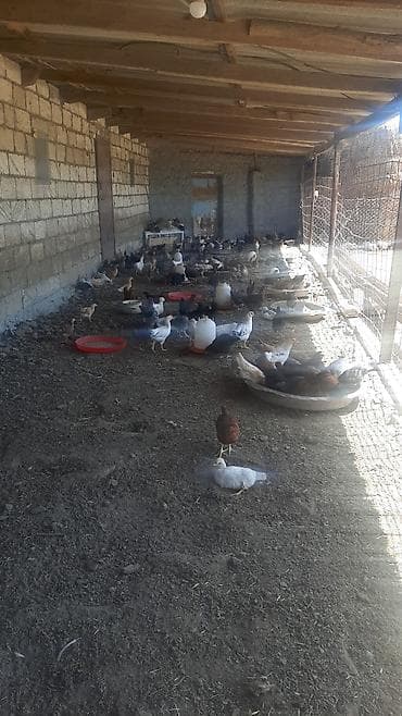 kirpi eti satışı: 60 70 gunluy saqlam ve gozel yeyimcil yem buqda yeyr artiq 400 eded — 3