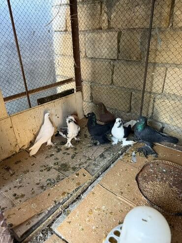 cuce satisi 2019: Hamisi 45 azn ciddi alicilar yazsin — 1