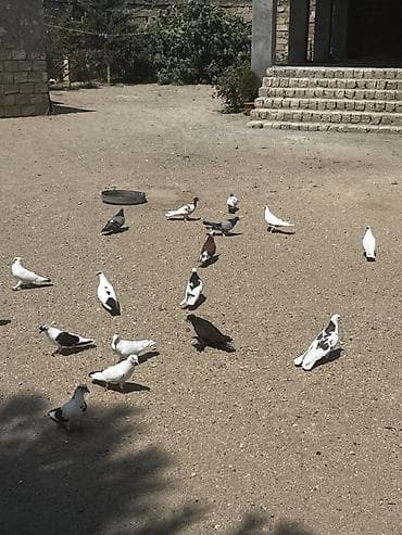 at satisi: 18 quşdu biri 5manatdan boynu güllülər var içində qırmızı baş qarabaşa — 4