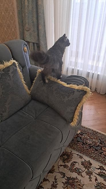 meyn: Meyn-kun, Erkək — 6