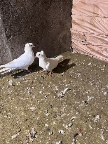 quşlar haqqında təmsil: Ağ rəngli dekorativ göyərçin cütü - Növ: dekorativ/toplu göyərçinlər — 1