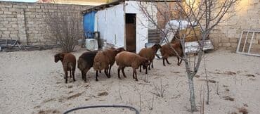 qoyun qirxan masin satilir: Qoyunlar, qoçlar — 1