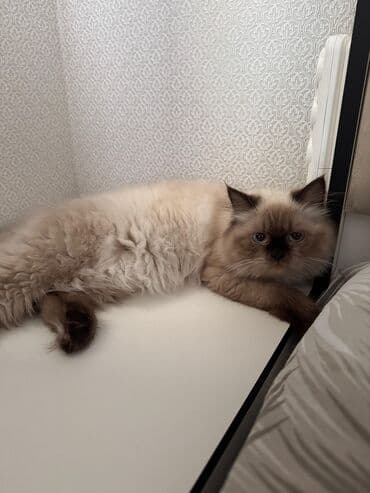 мейн кун купить в баку: Dişi, Ünvandan götürmə — 4