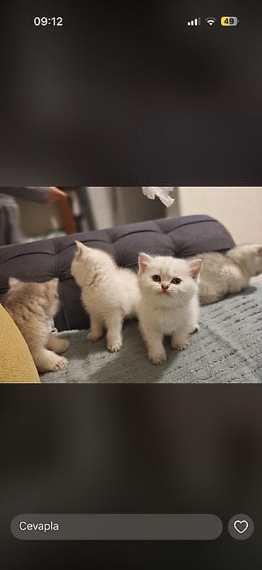 bala pişik pulsuz: Britan — 2