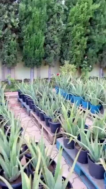 продажа комнатных растений: Aloe vera barbadensis dibceki 3.azndan 100 azna kimi var — 3