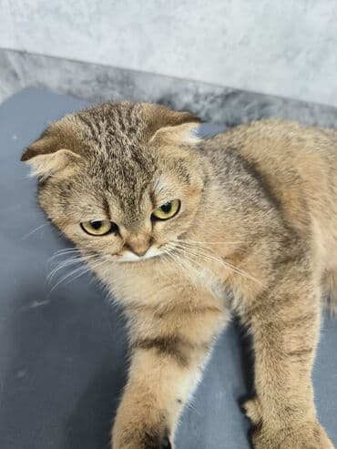 Akvariumlar: Şotland yastı qulaq, Dişi, Yaxşı əllərə — 2