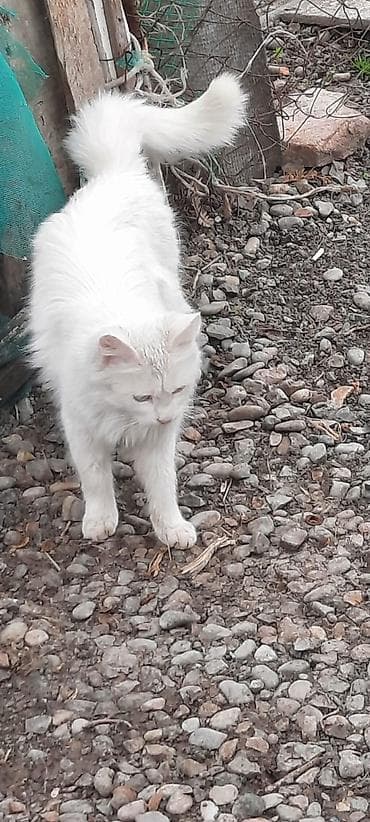 Heyvanlar üçün mallar: Türk anqora, Yaxşı əllərə — 1