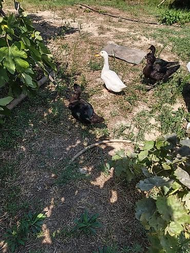 popugay satisi: Qiymeti razilaşma yolu ile — 3