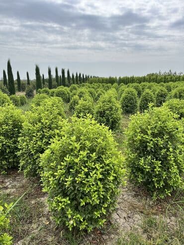 zeytun satışı: Dekarativ agaclarin satiwi istenilen novde istenilen olcude var elave — 26