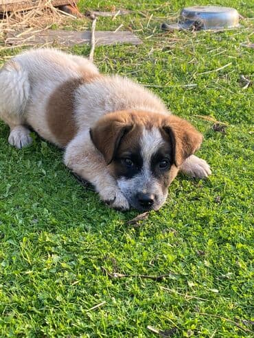 basenc itləri: Alabay, 1 ay, Erkek, Cütləşmə üçün, Ünvandan götürmə — 16