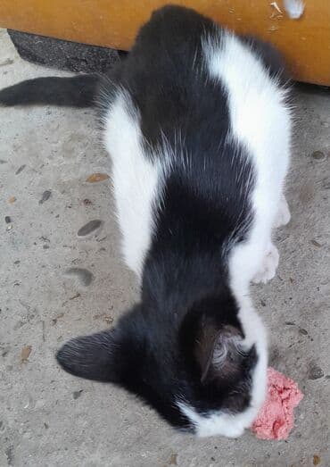 русская голубая кошка цена: Rus mavi, Dişi, Yaxşı əllərə, Ünvandan götürmə — 8