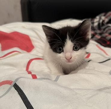 pişik yarım tip: Erkək, Dişi, Yaxşı əllərə — 4