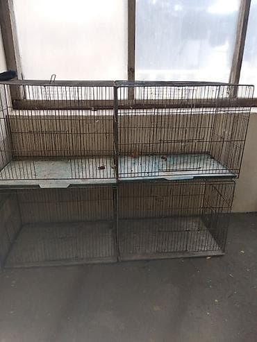 quş sesleri: 20 ededdir topdan satılır. ededinin qiyməti 25 manat. əlavə qefesler — 2