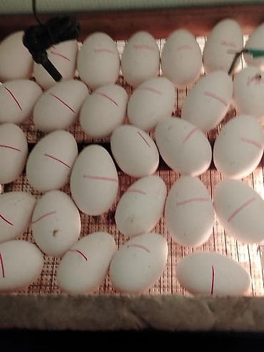 boyanmış yumurta: İnkubasiya üçün nəzərdə tutulmuş linda yumurtaları təklif olunur — 1
