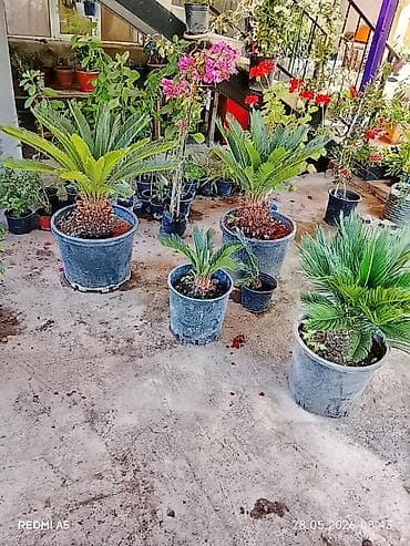 bag gulleri: 📲050 590 41 46 🪴 Gül Ağacların 🌴 🚚Sifarişi Bütün Bölgələrə Səliqəli — 1