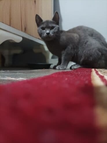 русская голубая кошка цена: Rus mavi, Yaxşı əllərə — 3