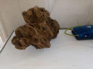 arpa toxumu satışı: Tecili dekor daş satılır endirimde edecem isteyen yıxa biler cox vaxdı — 5