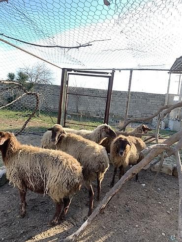 Boğaz qoyunlar satılır bala ələ dəyir yelində eliyiblər