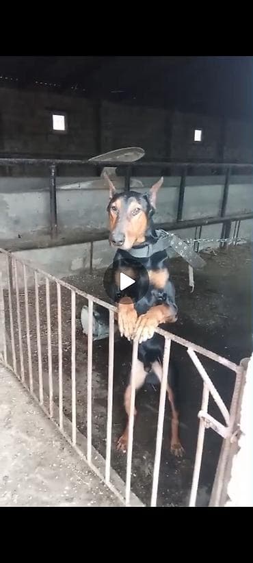 K/t heyvanları və malları: Doberman, 2 il — 2