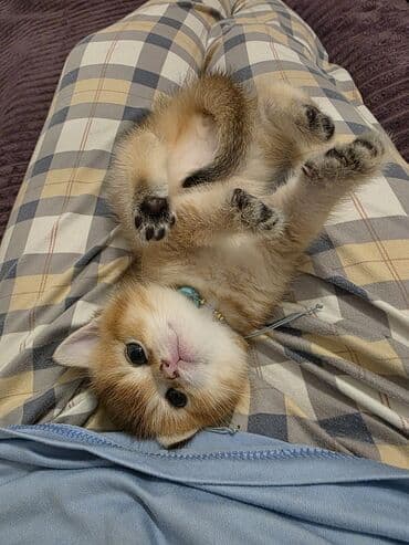 Balıqlar: Britan yastı qulaq, Erkək, Dişi, Yaxşı əllərə, Ünvandan götürmə, Pulsuz çatdırılma, Ödənişli çatdırılma — 30