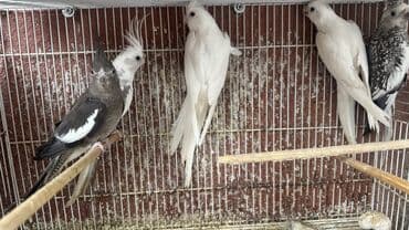 hazır yuva: Korella yanaqsız 2 hazır cütdü 1 tək bala alınıb hazırda yuva — 4