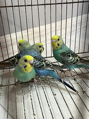 qulda amadin: Opalin balalar ideal rəng
Biri 15 manat
Ünvan Fatmayı — 1