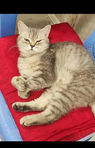 van pişik: Britan — 2